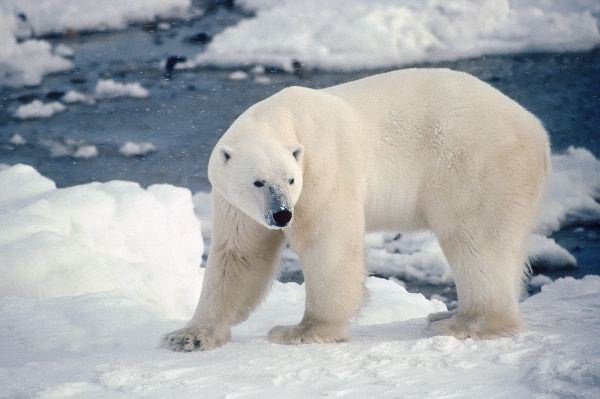 ¿Por qué los osos polares machos tienen miedo de las morsas?