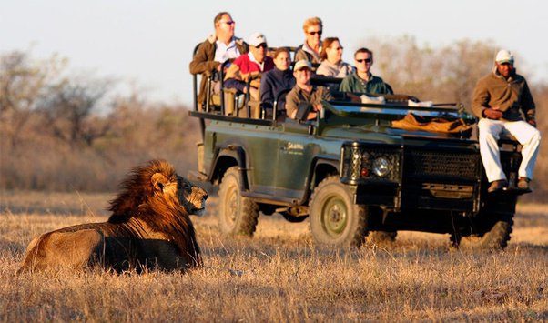 ¿Por qué los leones no atacan cuando estás en un vehículo de safari?