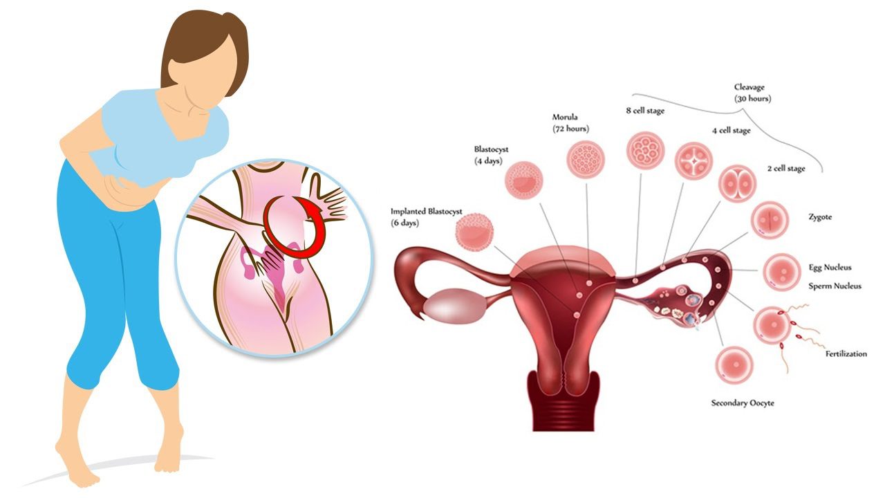 El ciclo menstrual y la ovulación