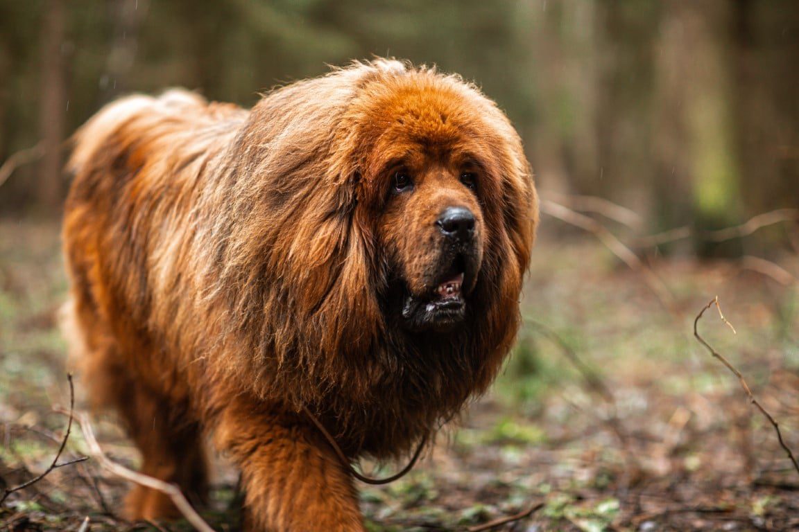 Estas son las 10 razas de perros más peligrosas del planeta
