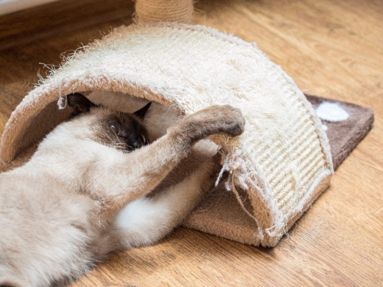 El poste de rascado para gatos: ¿Por qué ofrecer uno a tu gato?