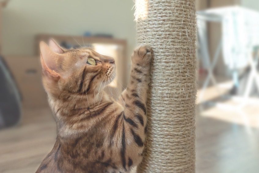 El poste de rascado para gatos: ¿Por qué ofrecer uno a tu gato?
